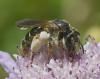 Andrena hattorfiana